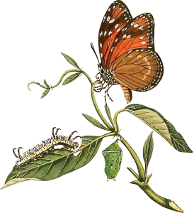 Butterfly Caterpillar Chrysalis